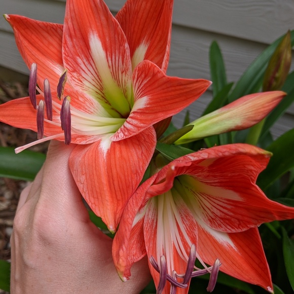 Meet your Posher,Tera - Picture 3 of 4